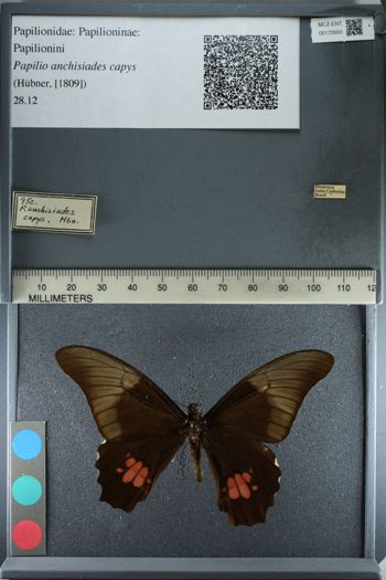 Media type: image;   Entomology 172650